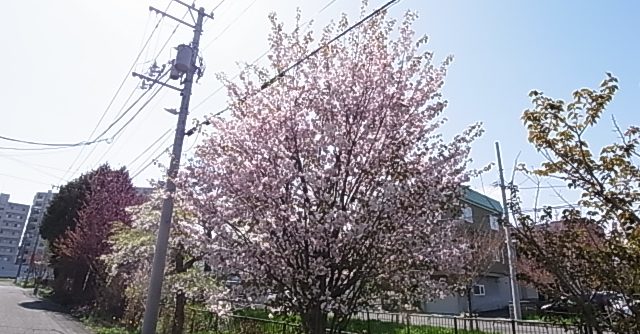 福住小川公園の桜